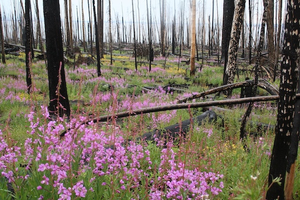 ecosystems recovering after fires